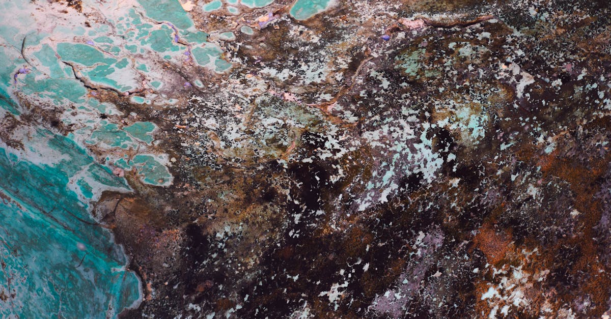 Limitations of Chemical Mould Remediation Solutions