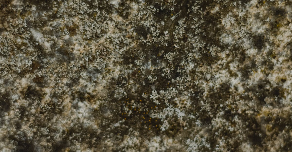 Mould-Induced Asthma: Understanding the Long-term Consequences