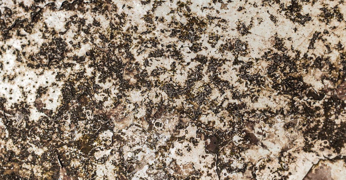 The Importance of Protective Gear in Physical Mould Removal